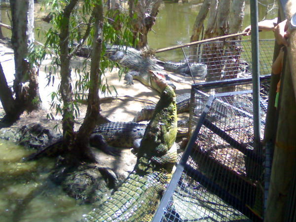 Hartley's crocodile farm