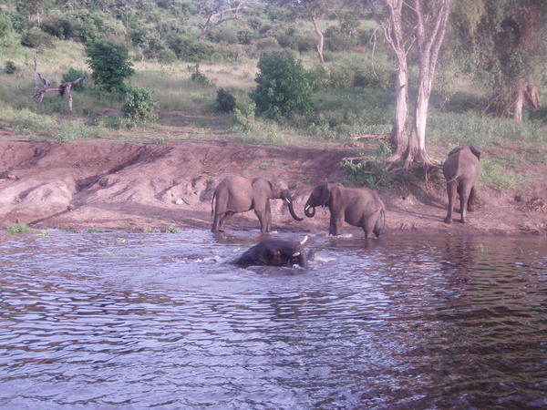 Elephants washing