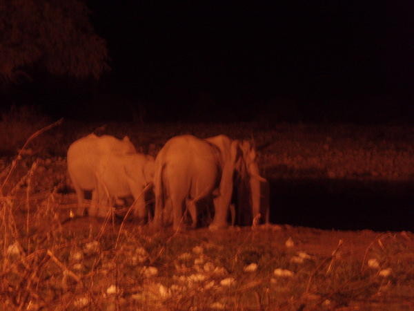Watering hole at night