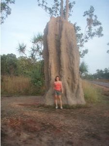 giant termite mounds
