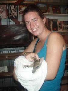 orphaned baby wallabee in it's new 'pouch'