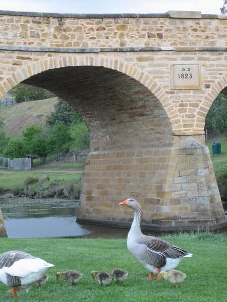 Geese Family at Richmond Bridge
