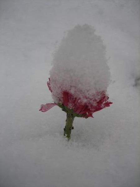 Snow Flower in Ljubljana
