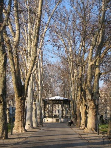 A beautiful avenue of trees in a park, Zagreb