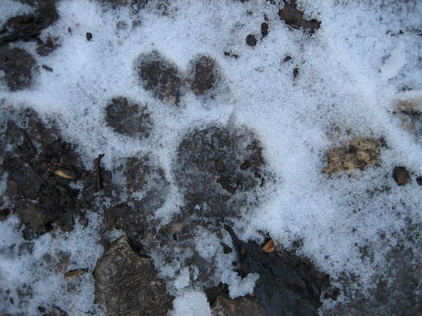 Cat footprint...