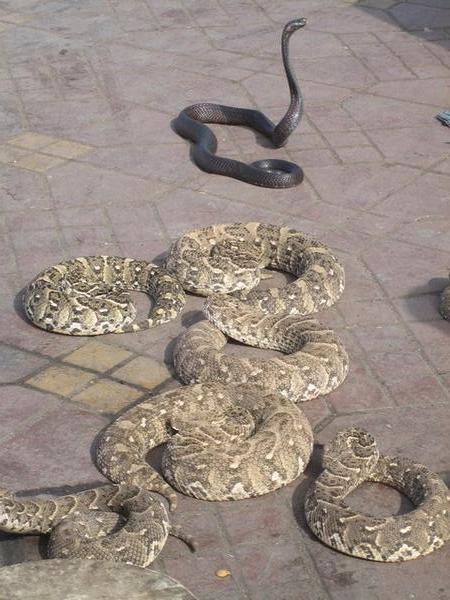 Snakes in Djemaa el-Fna Square