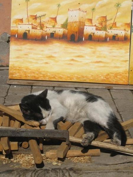 Moroccan cat at an artist's stall