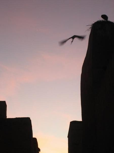 Stork leaving the nest at dusk