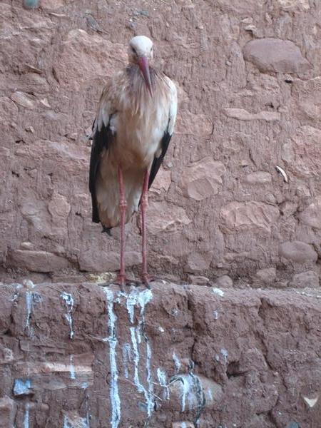 Stork in the Kasbah