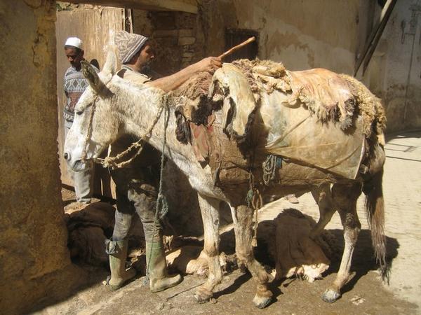 Donkeys and mules certainly live up to the term  ' beasts of burden'  in the souqs