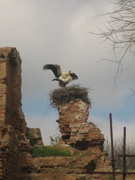 Storks mating at Chellah