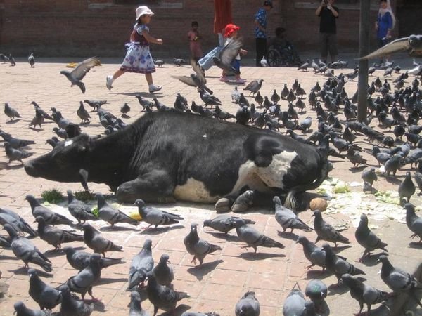 Pigeons around a sacred cow in the Square.