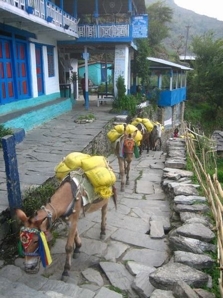 A Donkey caravan passes our first night's accomodation. 