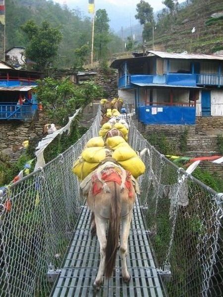 Crossing a suspension bridge with donkeys in front of us!