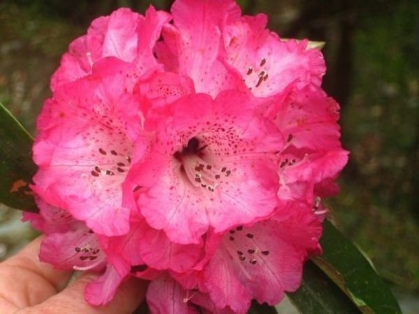 The rhododendrons were magnificent.