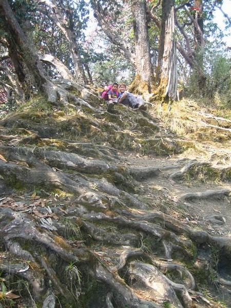 Tree roots formed parts of the track