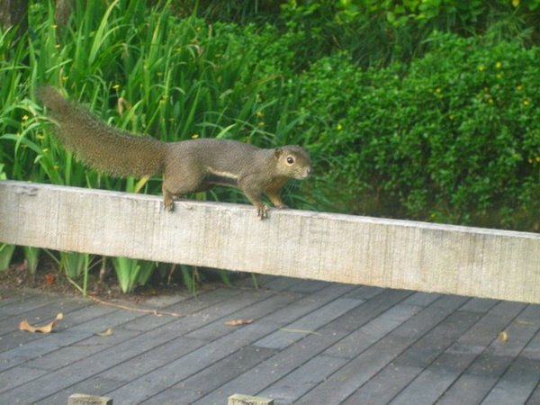 A squirrel on Santosa Island