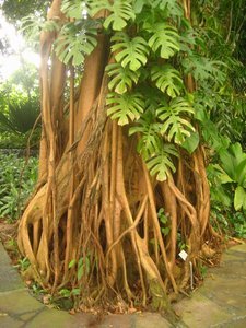 Amazing root system!