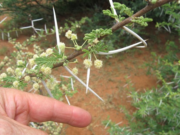 Check out the length of these thorns!