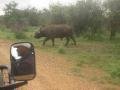 One of a huge herd of buffalo that passed close to our vehicle