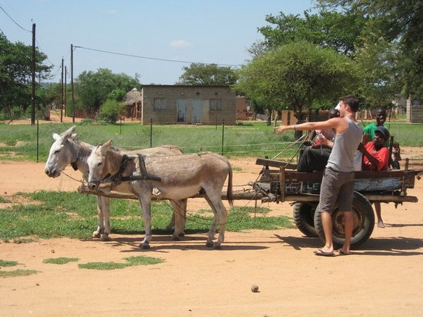 Donkey carts are everywhere in Botswana