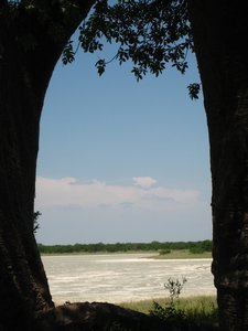 The pan framed by baobabs