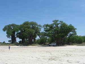 Baines' Baobabs