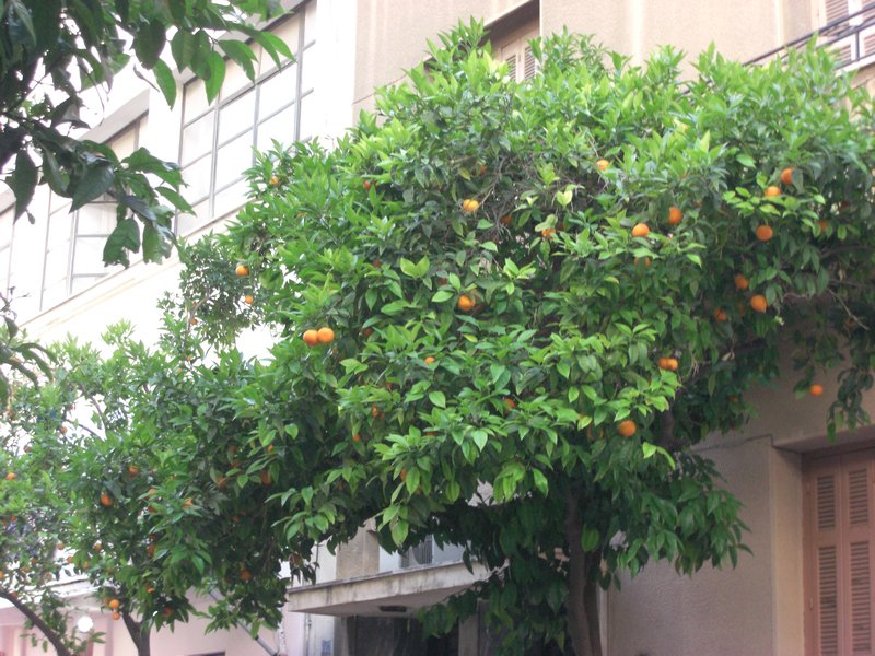 Orange trees everywhere in Piraeus