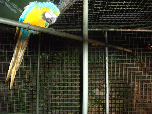 Macaw friend!