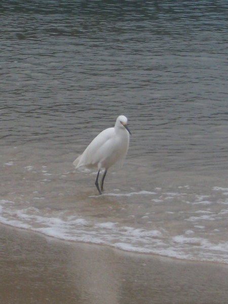 An Egret i think!
