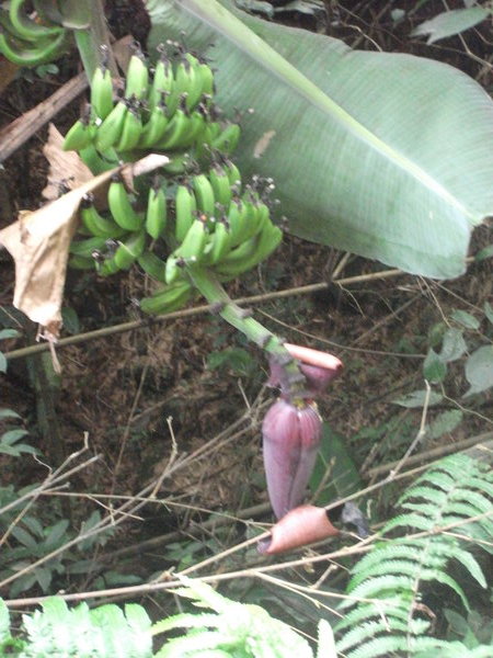 Banana tree with bananas and a flower