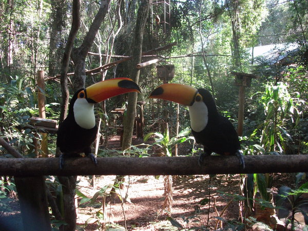 Toucans at Guira-oga