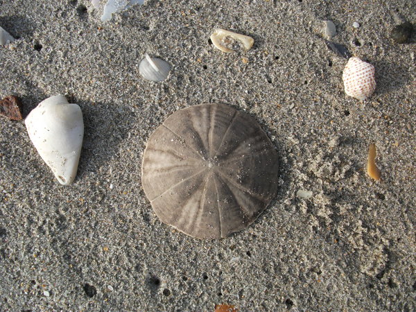 ...and sand dollars!