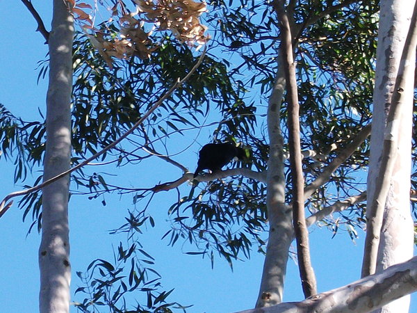 A Tui bird singing in a tree