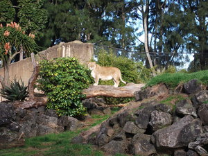 The Lioness at Auckland Zoo