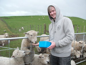 Dave feeding the sheep