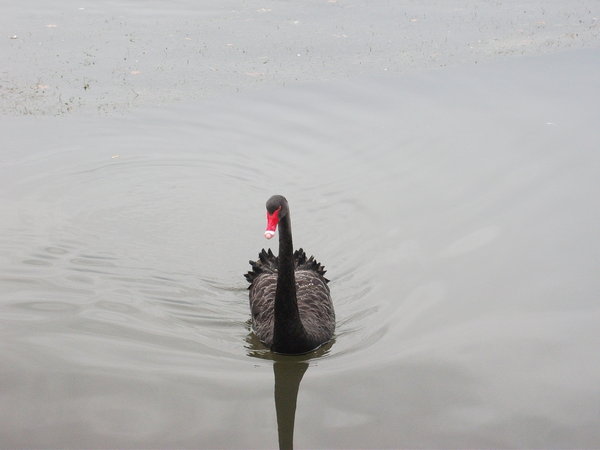 Black Swan on Lake Rotorua