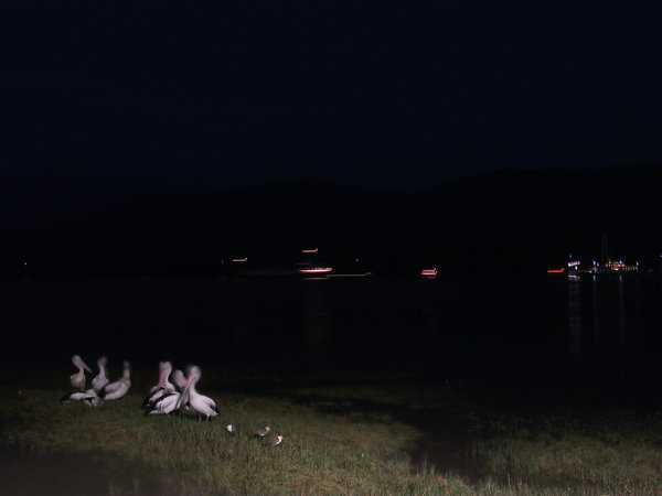 Pelicans on the Mudflats at Night