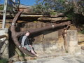 Dave and the Anchor of the Ship that Sank off Watson's Bay