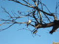 Kookaboora Sits in the Old Gum Tree