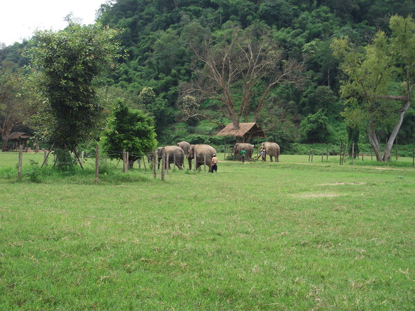 The Elephant Nature Park