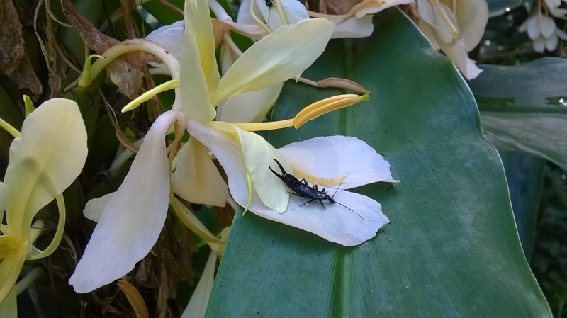 Bugs n Flowers