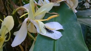 Bugs n Flowers
