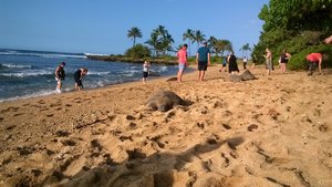 Hawaiian Sea Turtle Beach