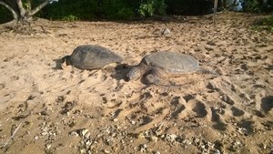 Resting Sea Turtles