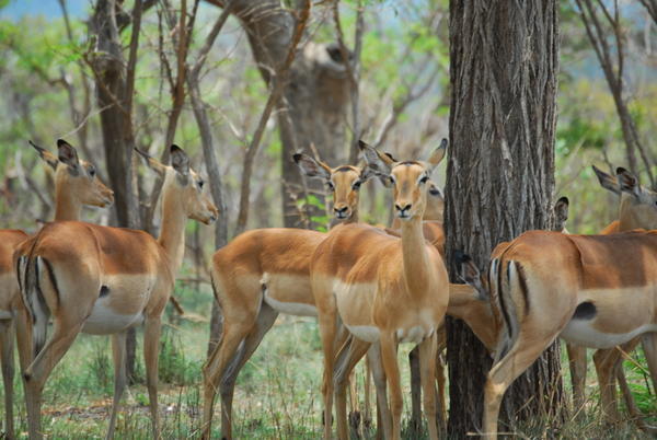 Impalas in Kruger Park · SA