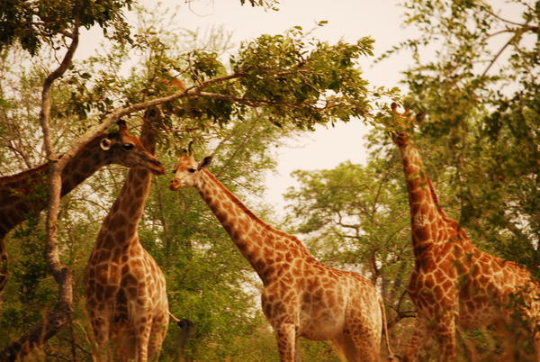 Giraffes in Kruger Park · SA