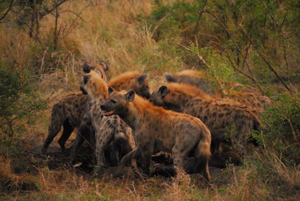 Hyenas feasting on a dead animal · Kruger · SA