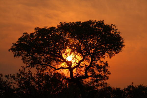 Sunrise in Kruger · SA