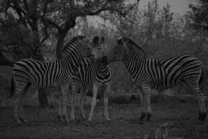 Zebras in Kruger Park · SA